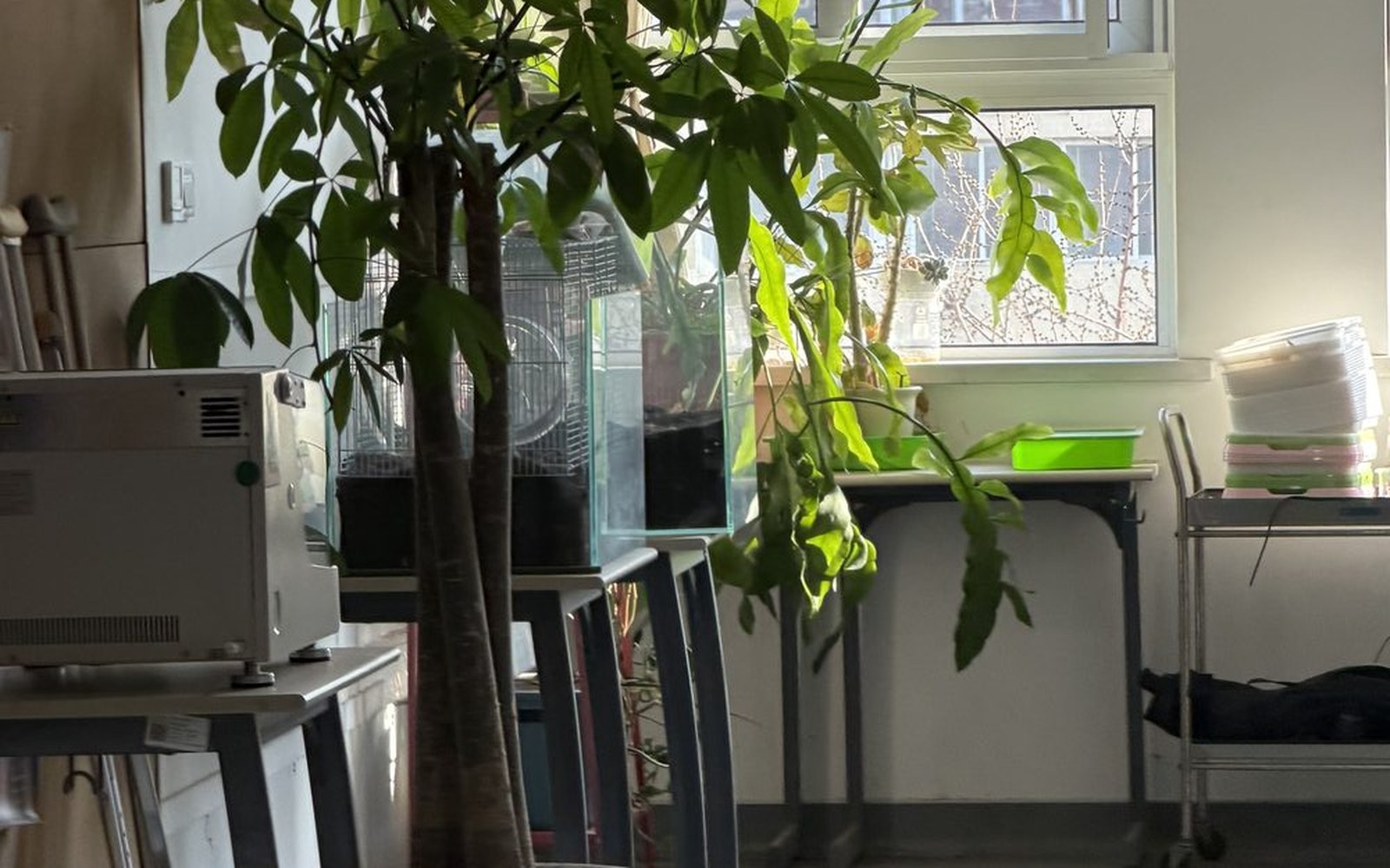 Alpine seedlings under grow lights in a Beijing school corridor