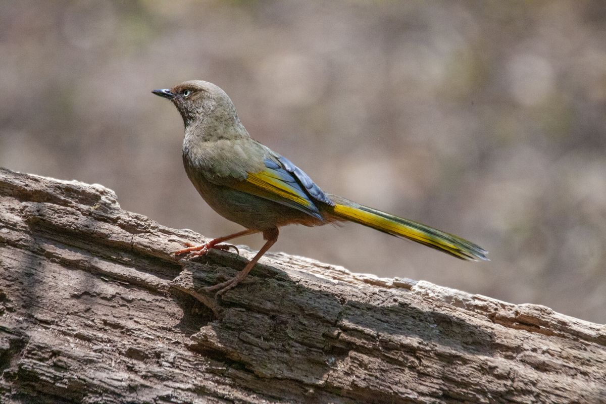 Bird of the forest