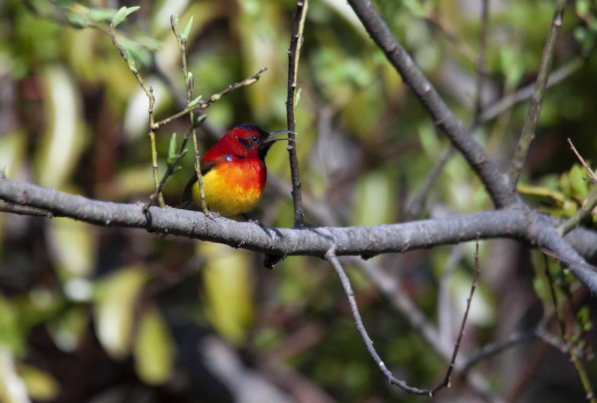 Fire-tailed sunbird, a guided birding target