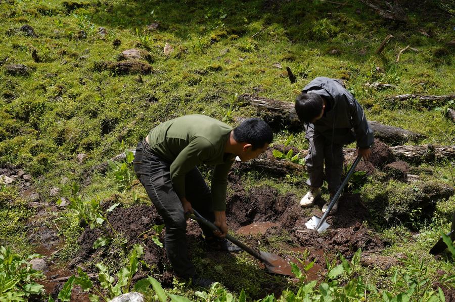 Returning seedlings