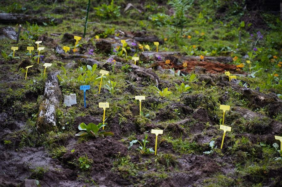 Garden plot