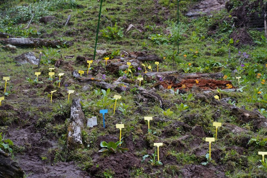 Alpine garden plots on the hillside of Liju