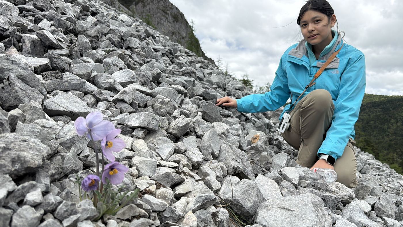Alpine flower in the field