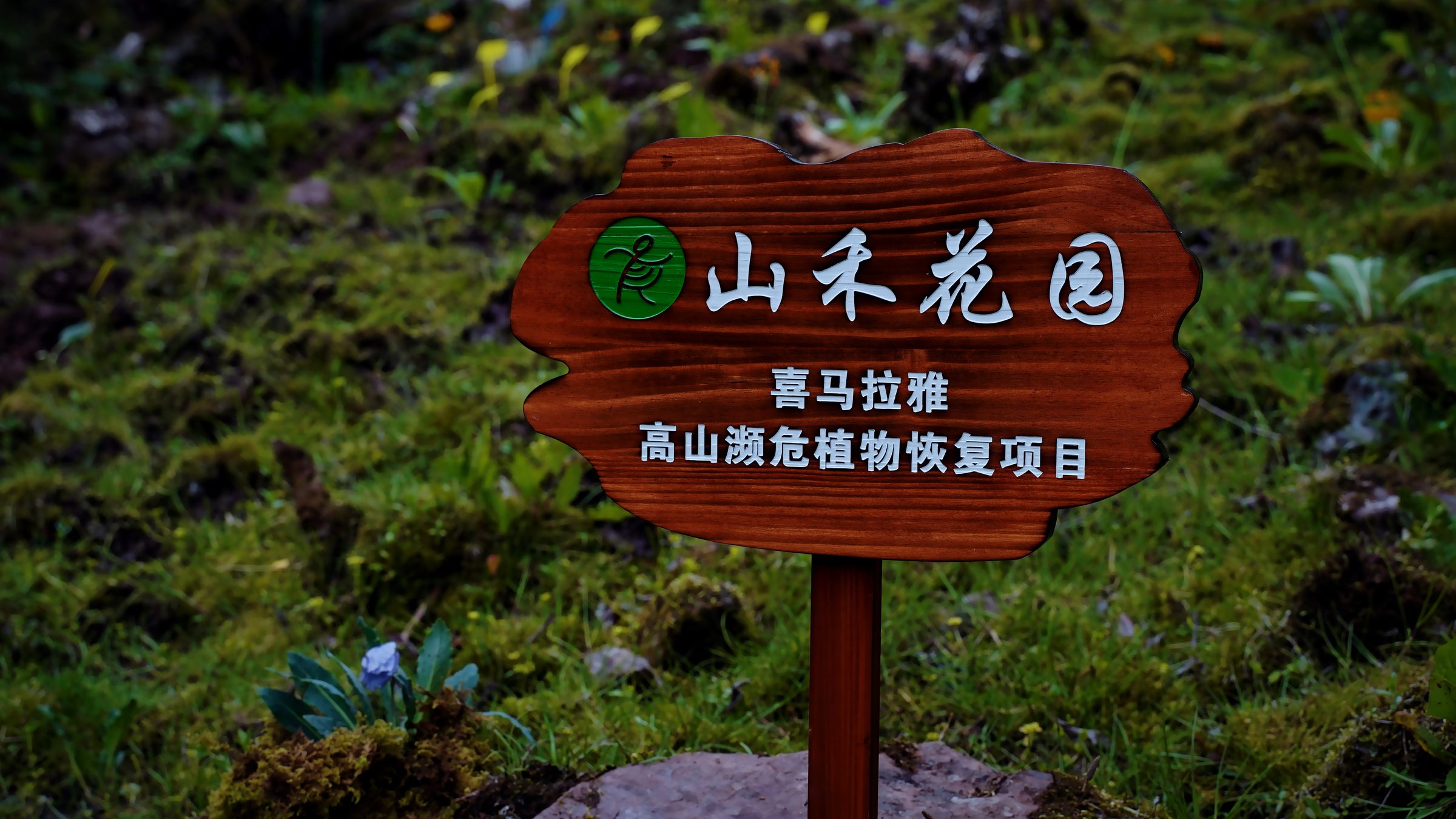 Alpine garden restoration beds at the Liju site