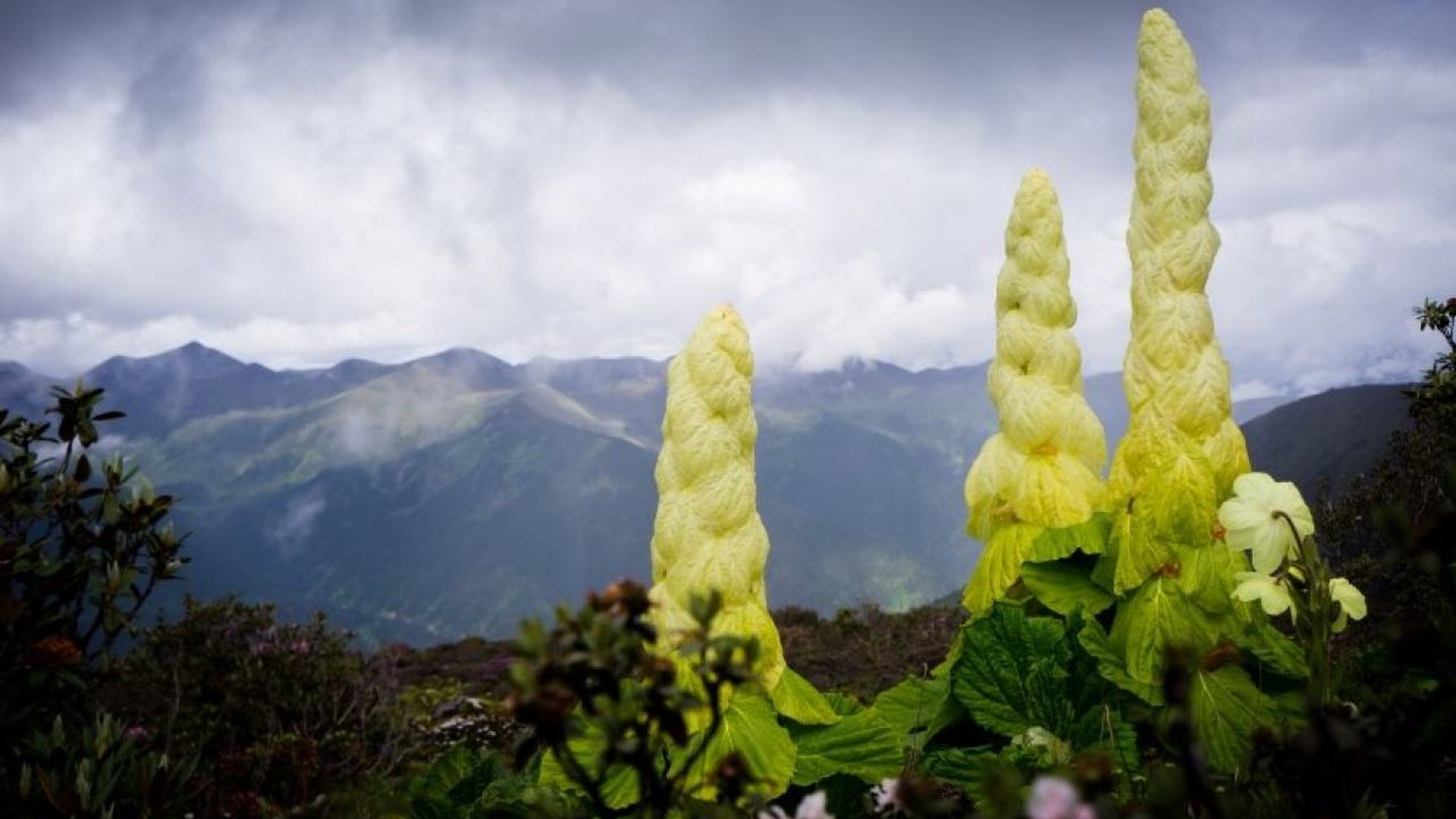 Noble rhubarb in flower on an alpine ridge