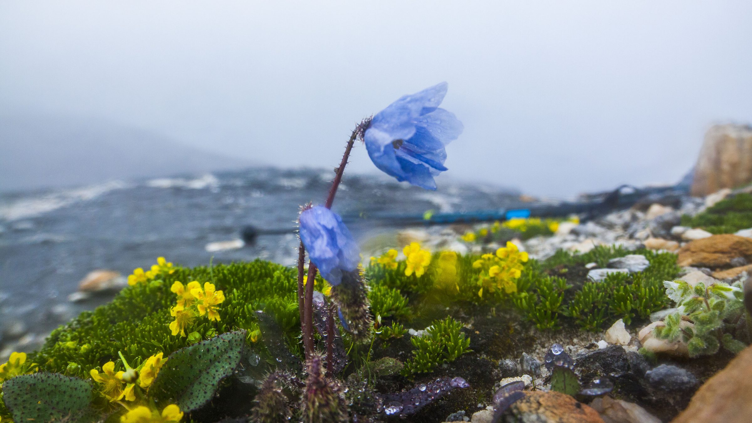 Meconopsis in flower among alpine vegetation