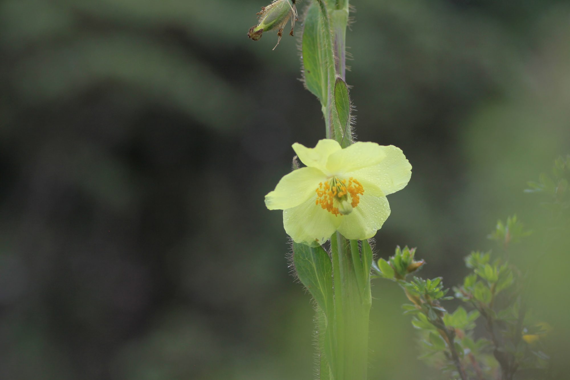Meconopsis integrifolia