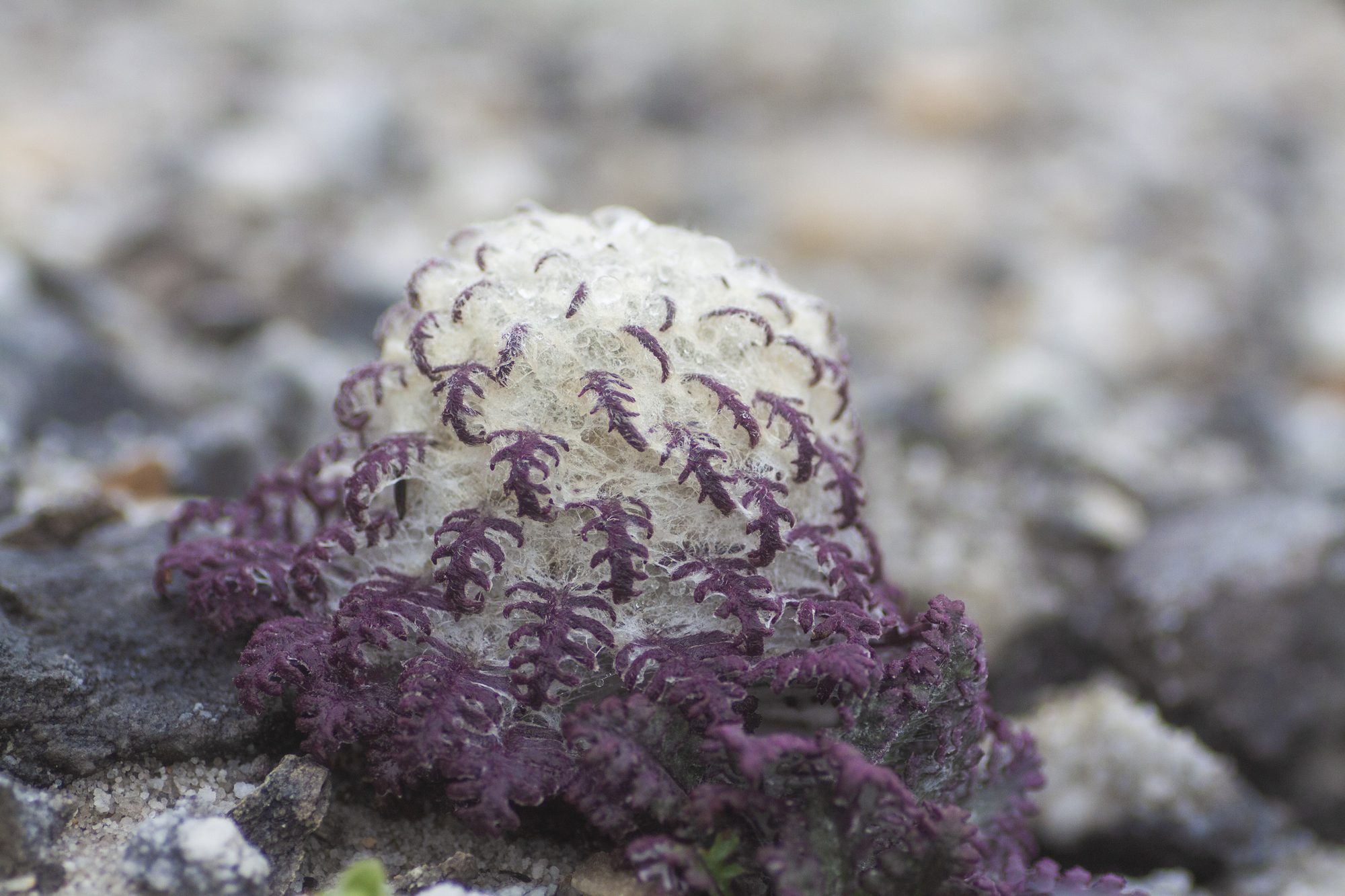 Habitat record
