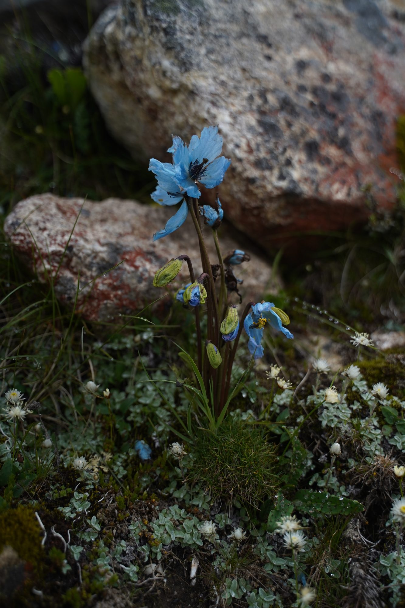 Habitat record