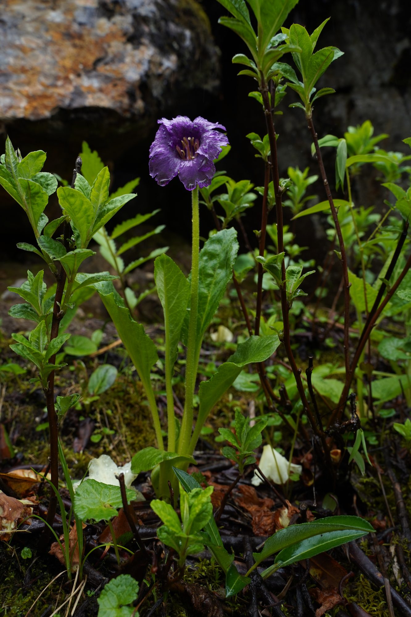 Habitat record