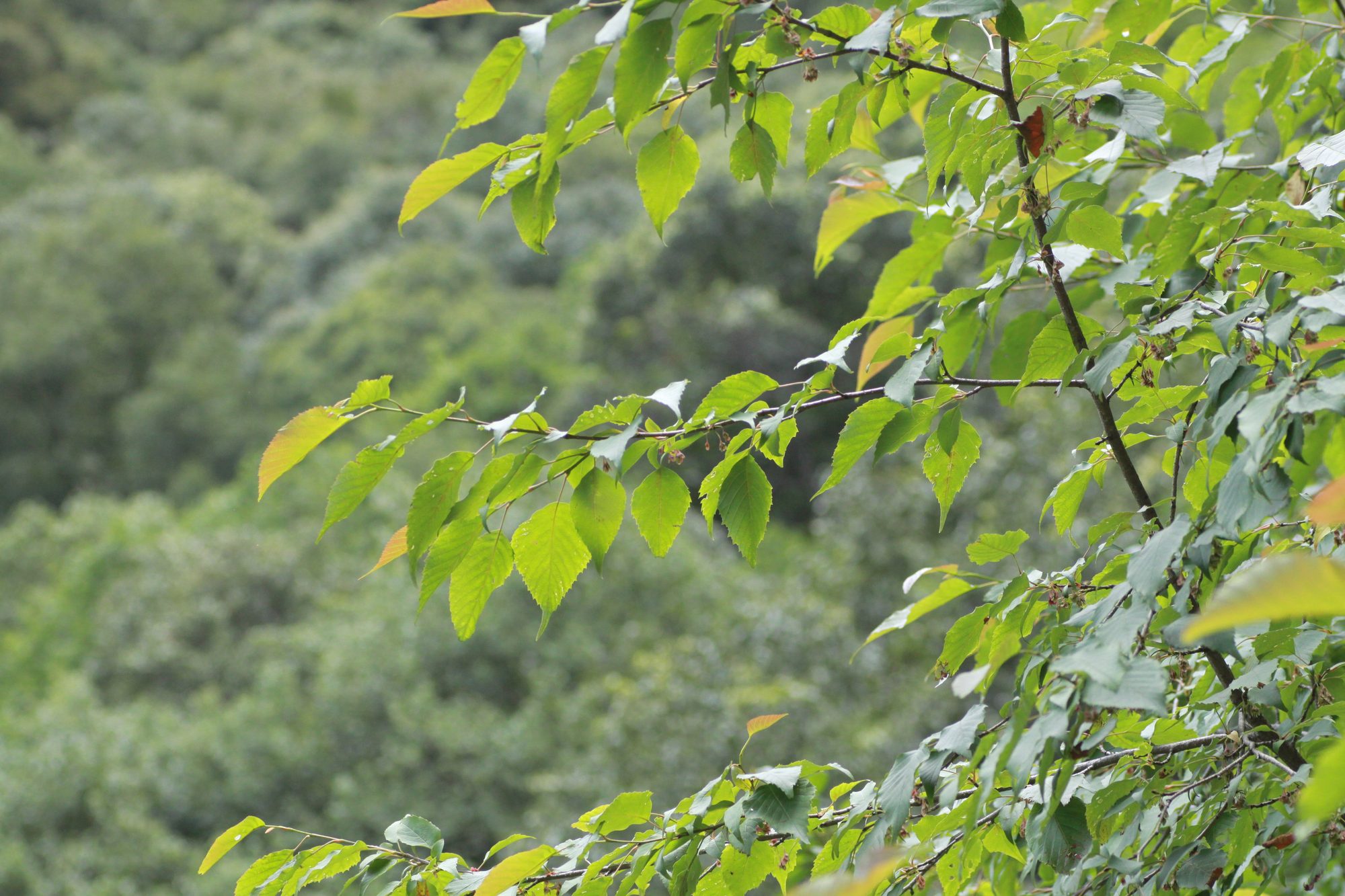Habitat record