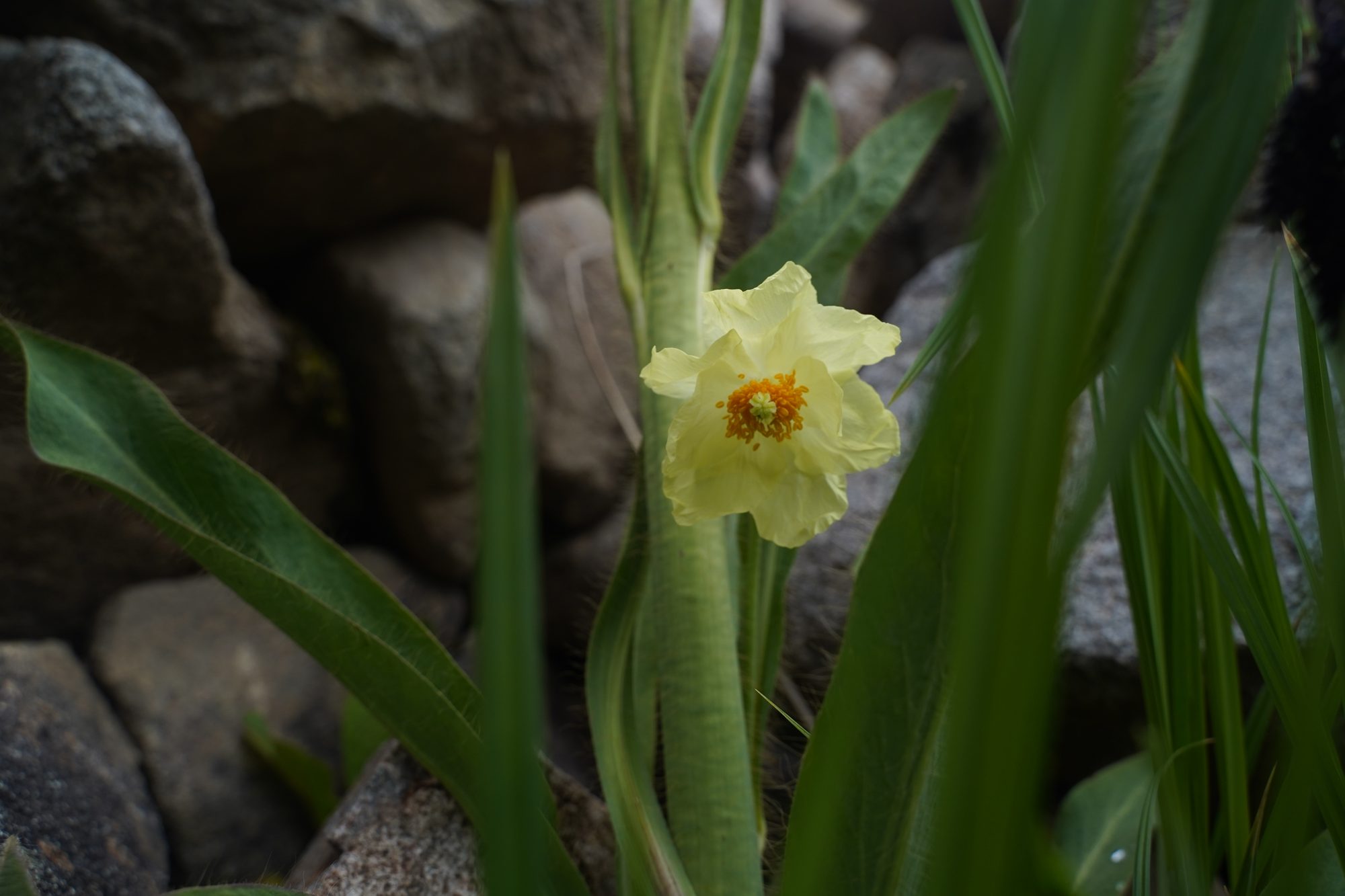 Pleione