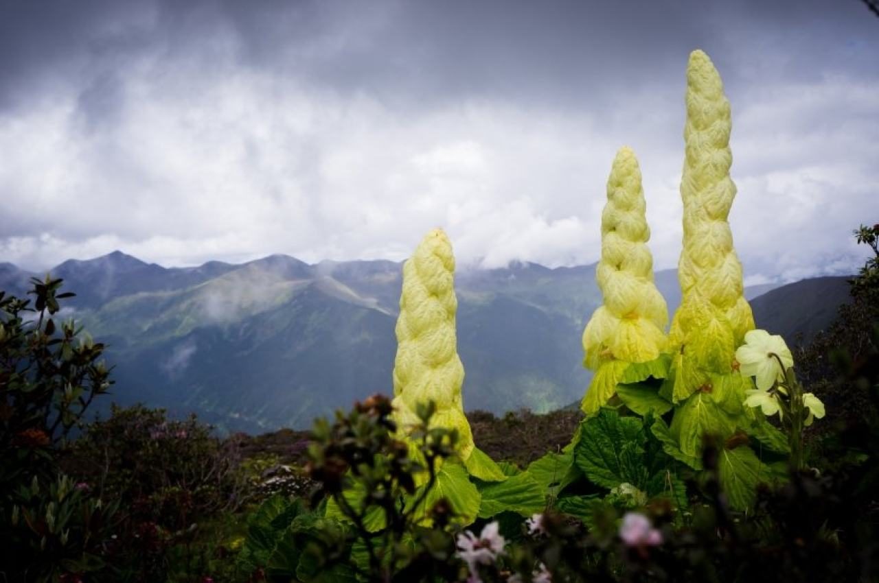 Sinopodophyllum