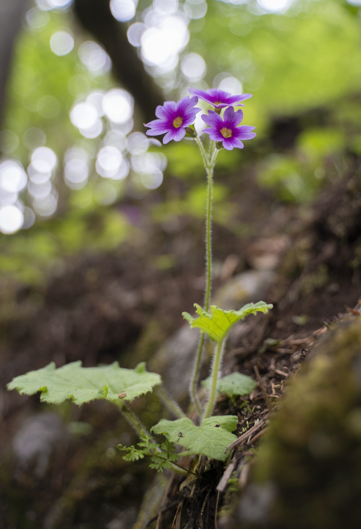 Habitat record