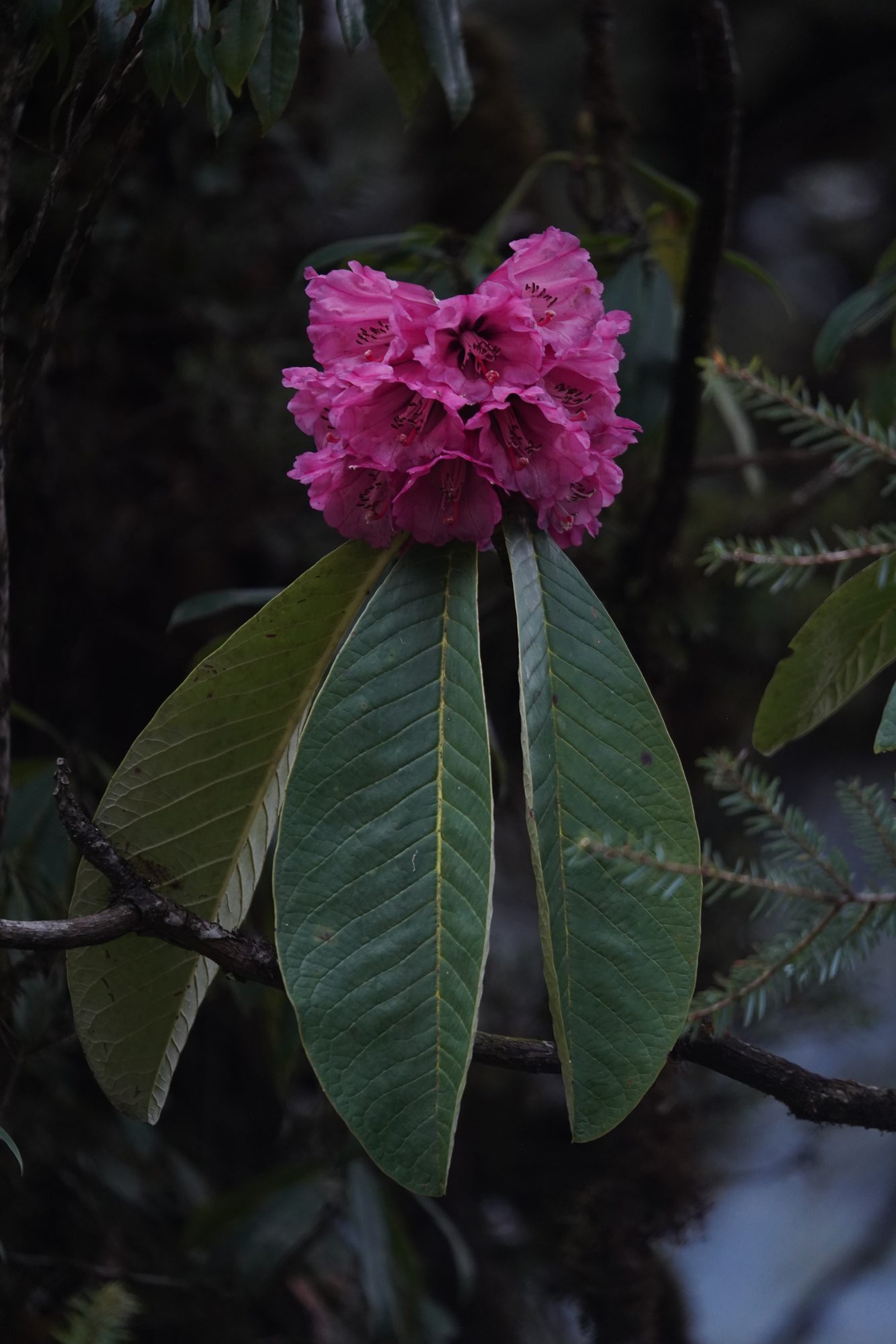 Habitat record