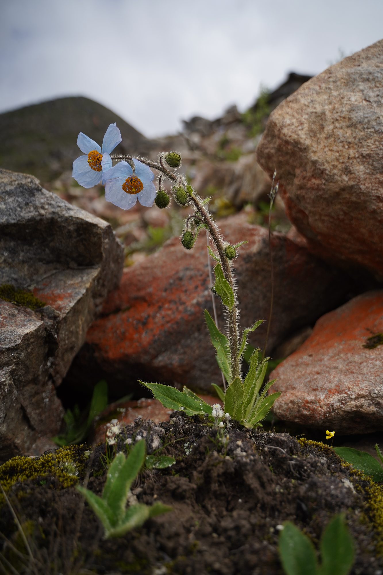 Habitat record