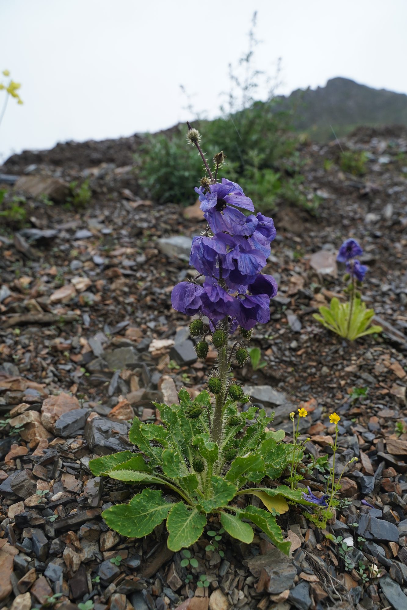 Habitat record