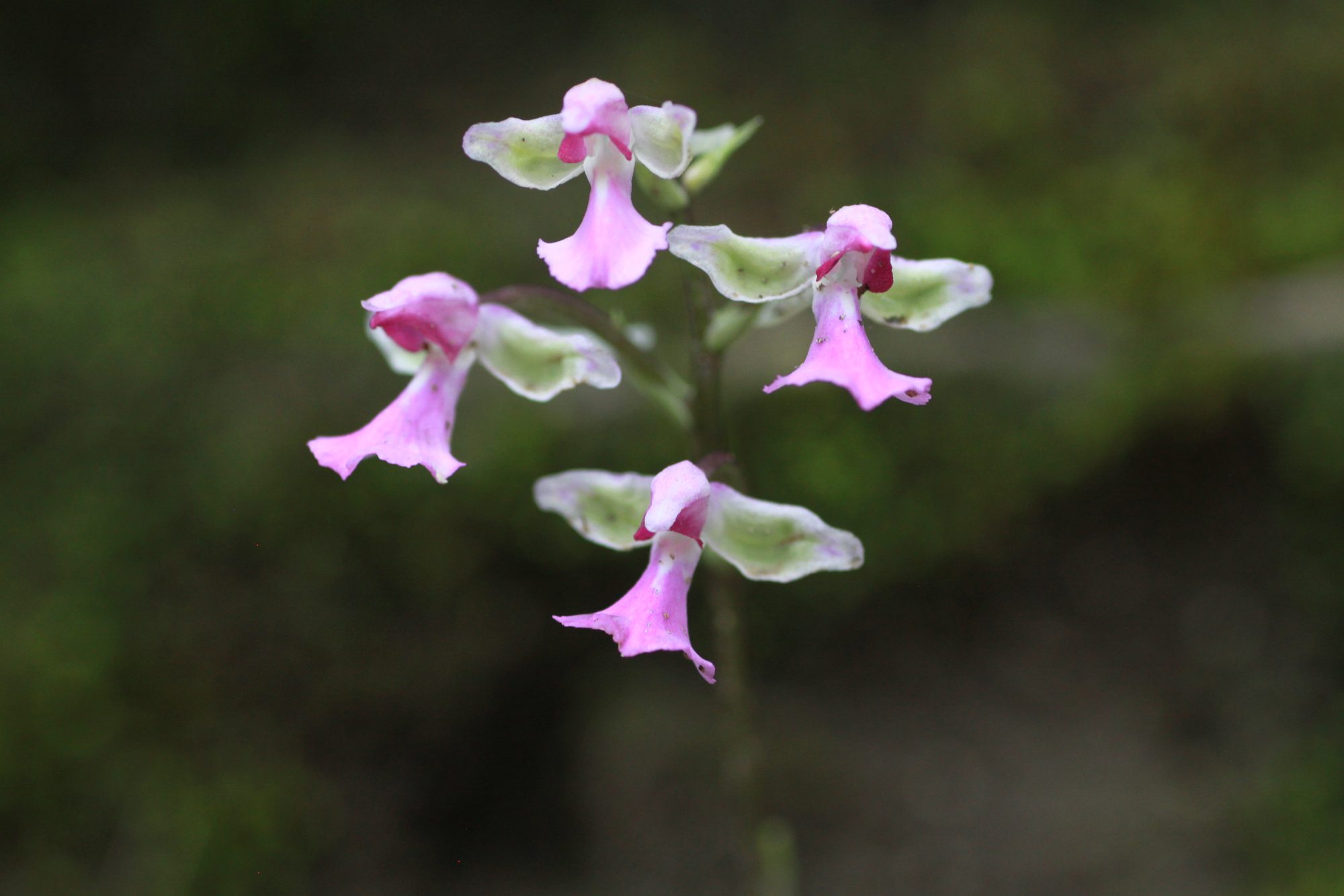 Habitat record