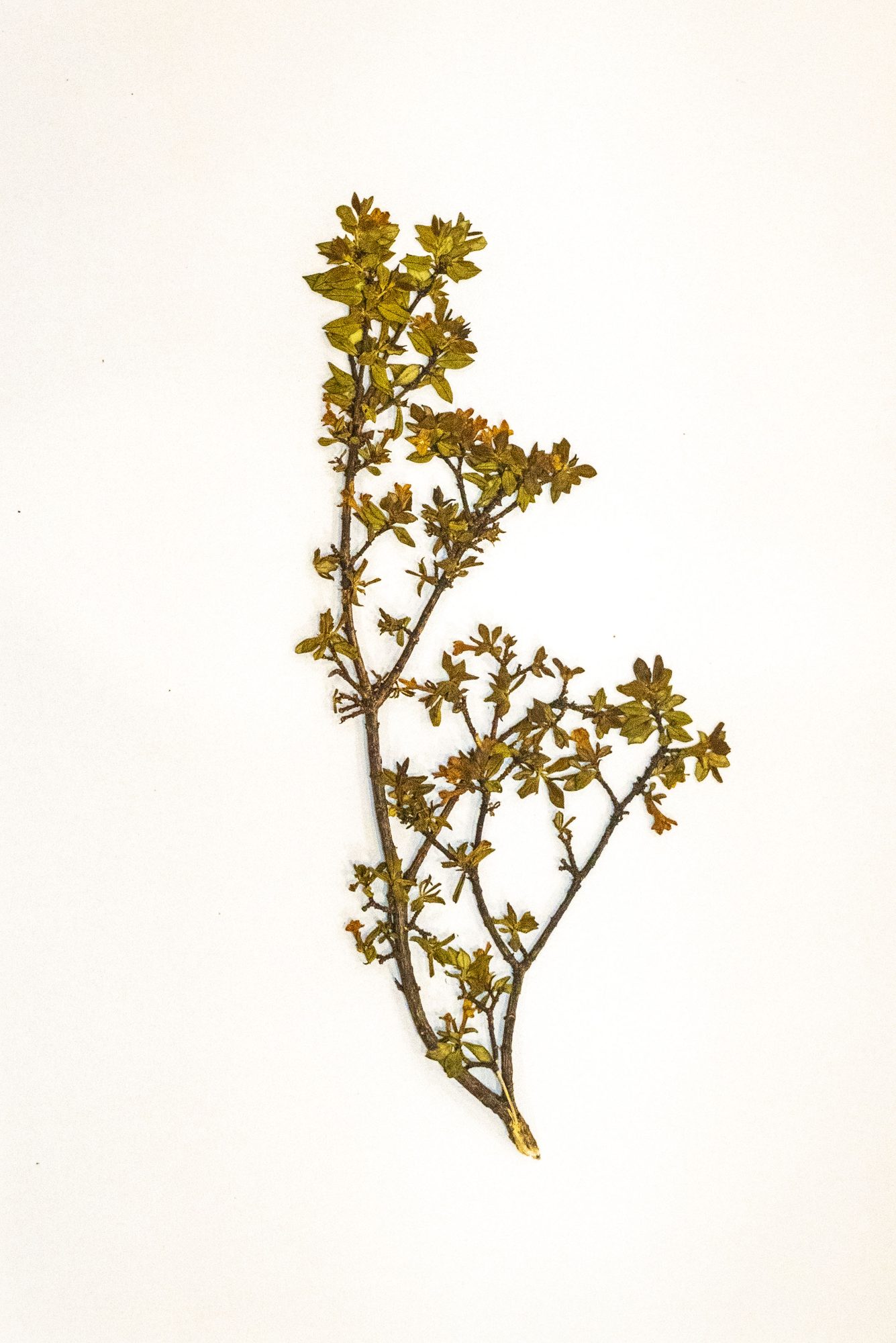 Habitat record