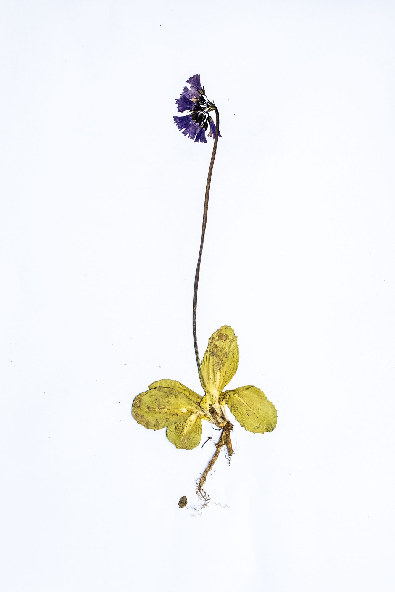 Herbarium sheet