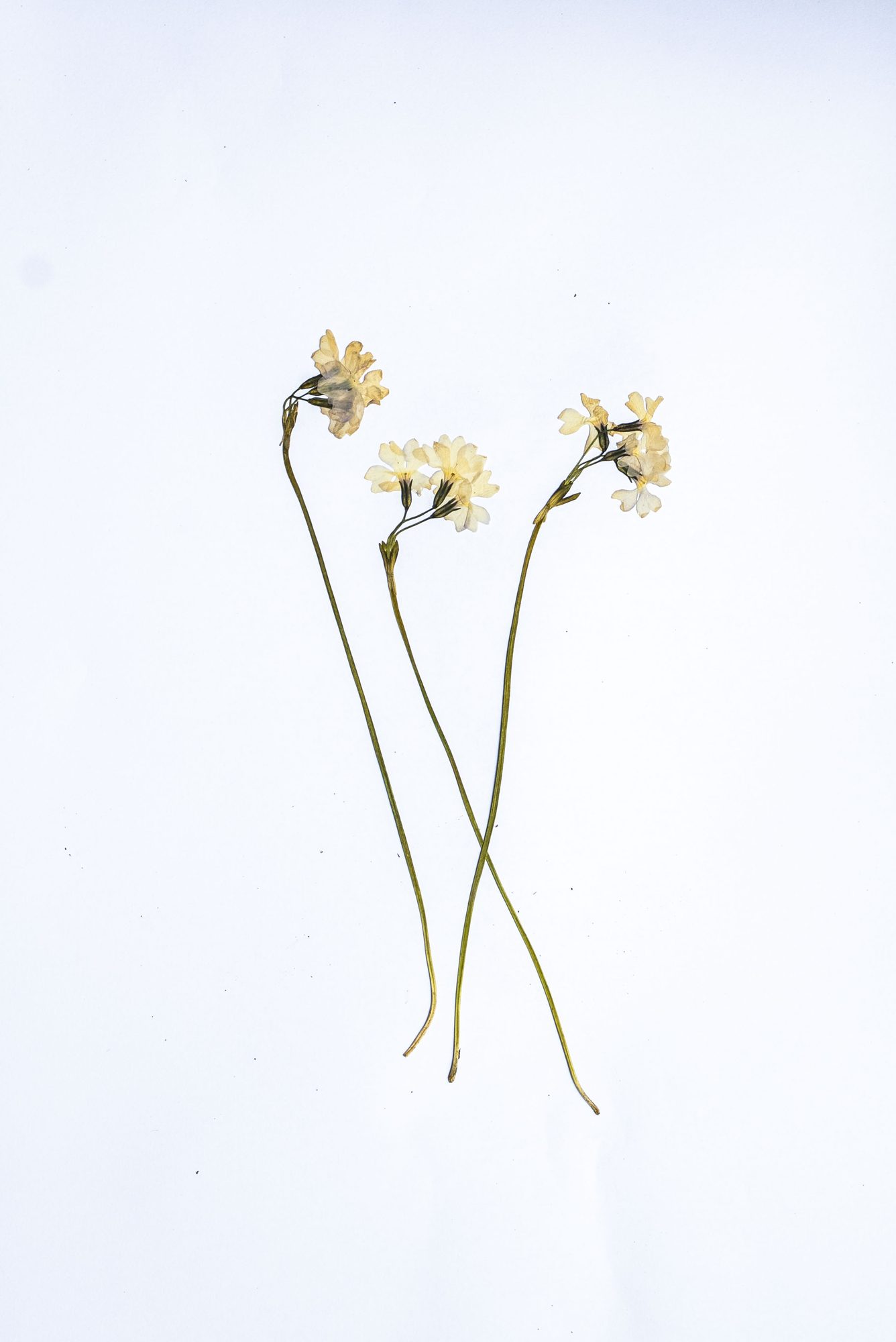 Habitat record
