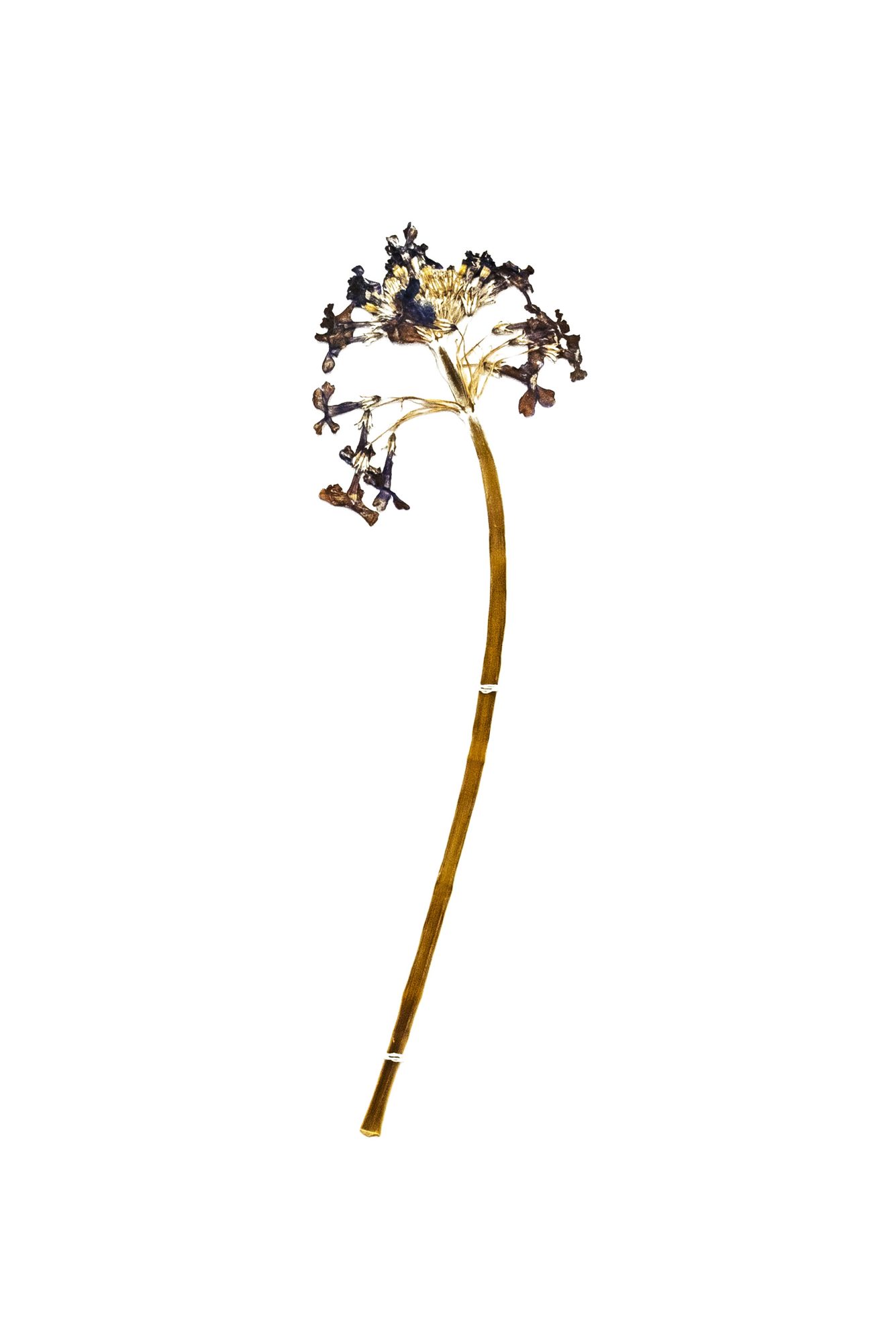 Herbarium sheet