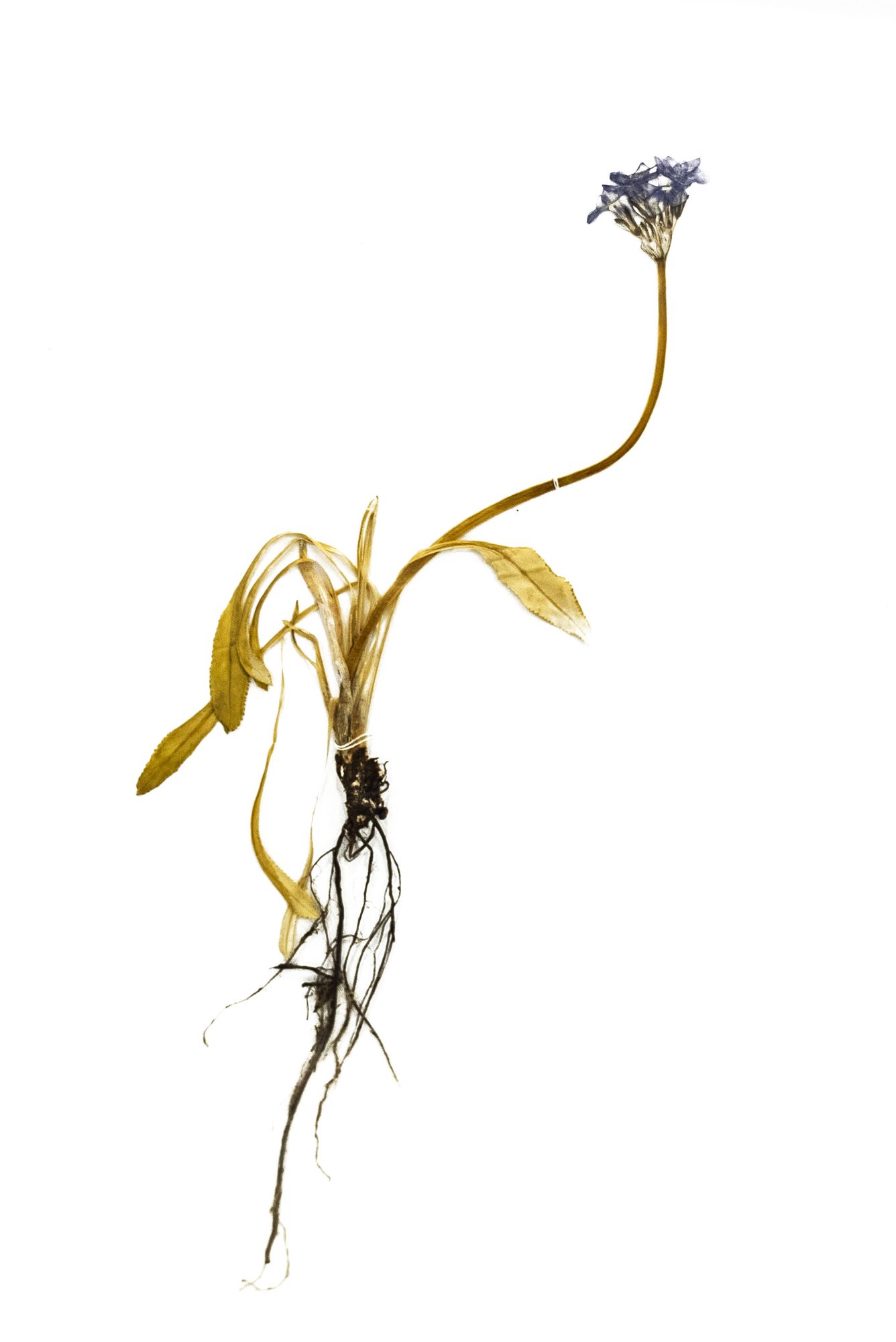 Herbarium sheet