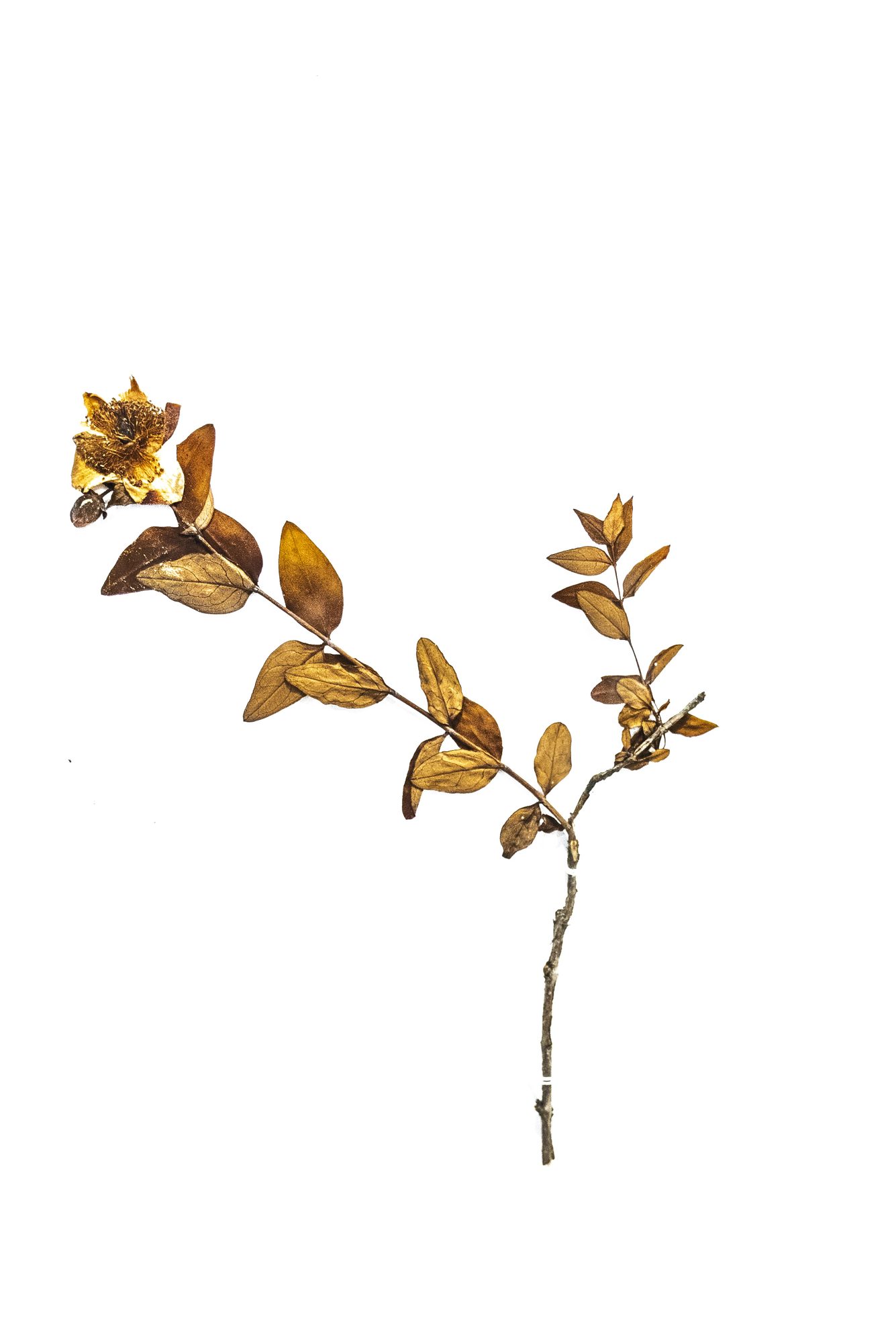Habitat record