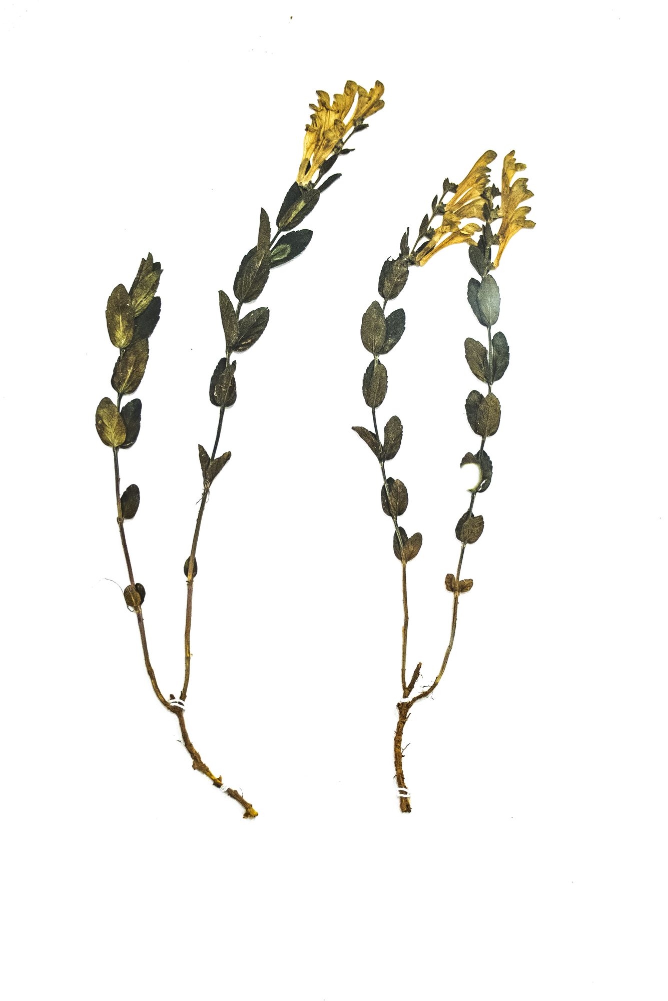 Herbarium sheet