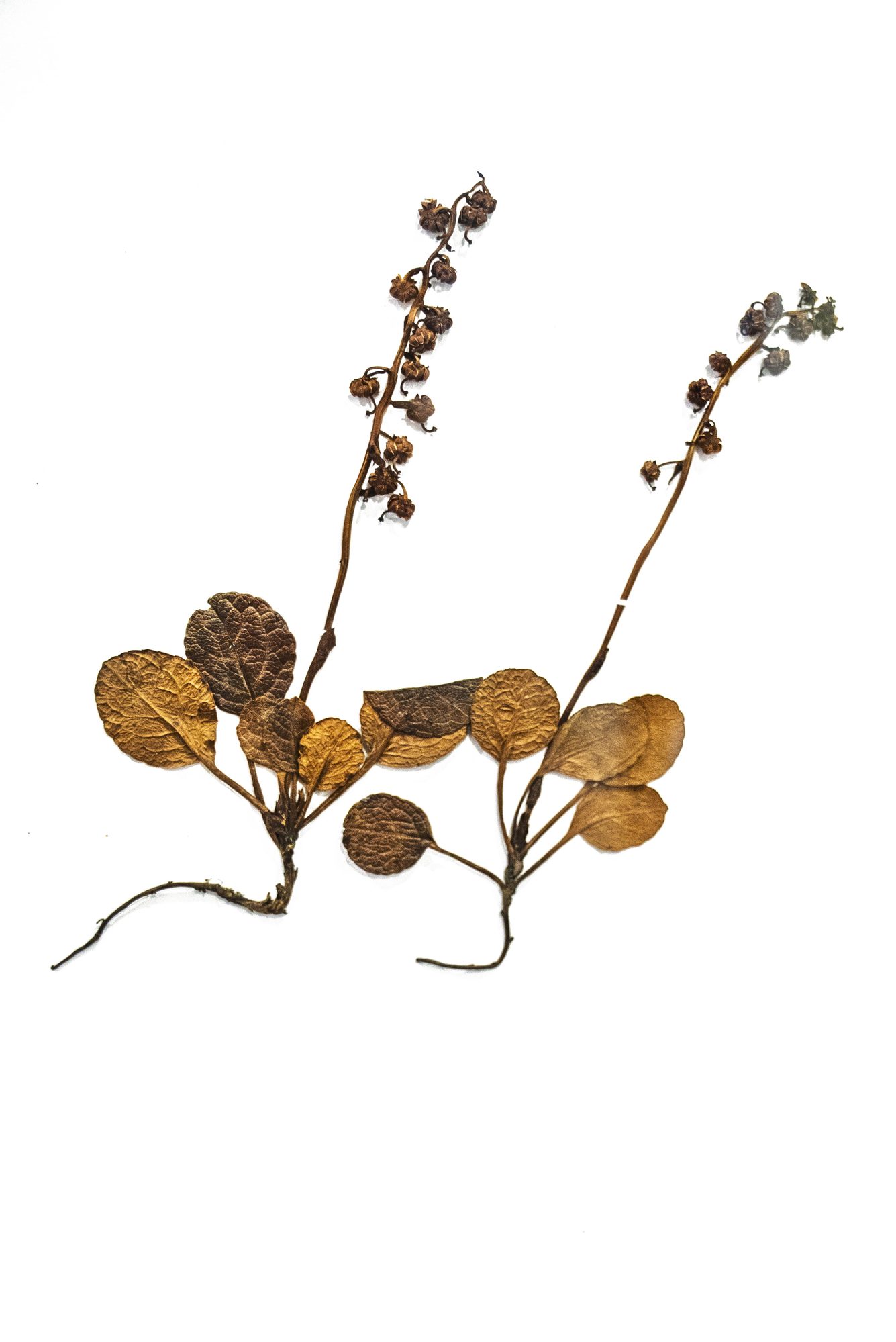 Habitat record