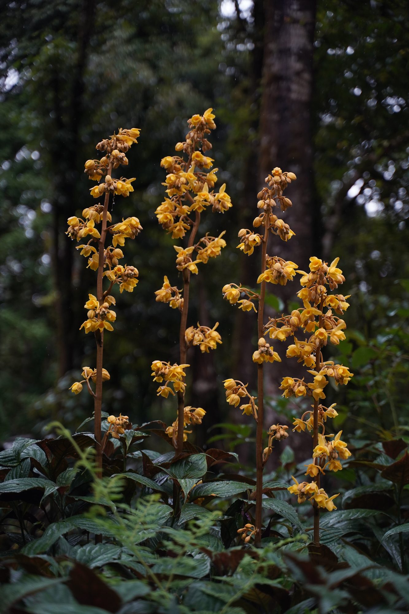 Field record