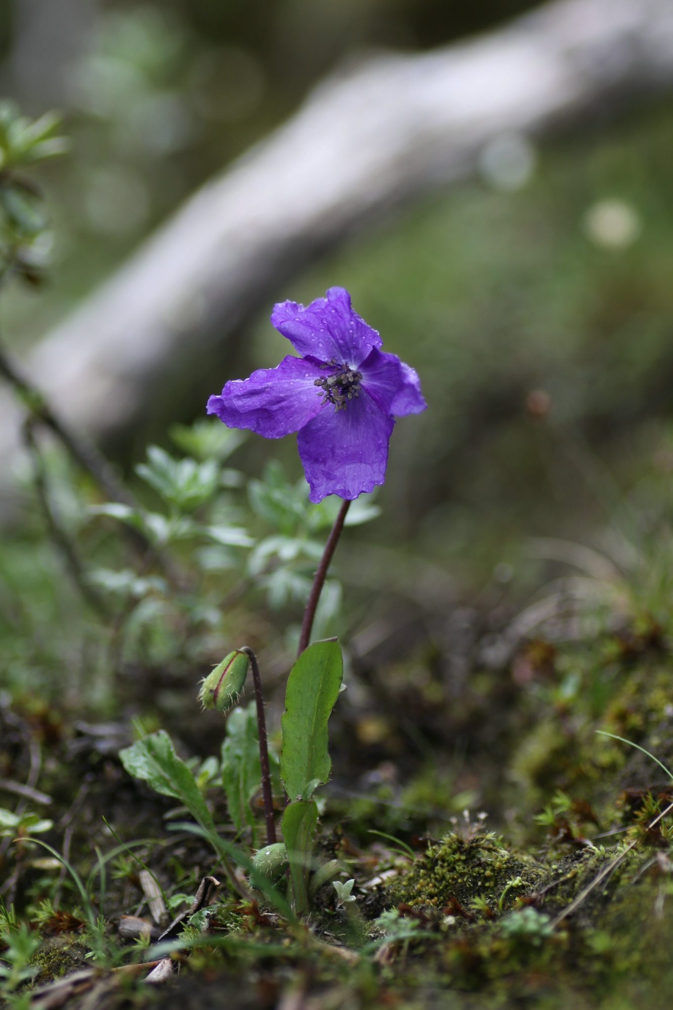 Habitat record