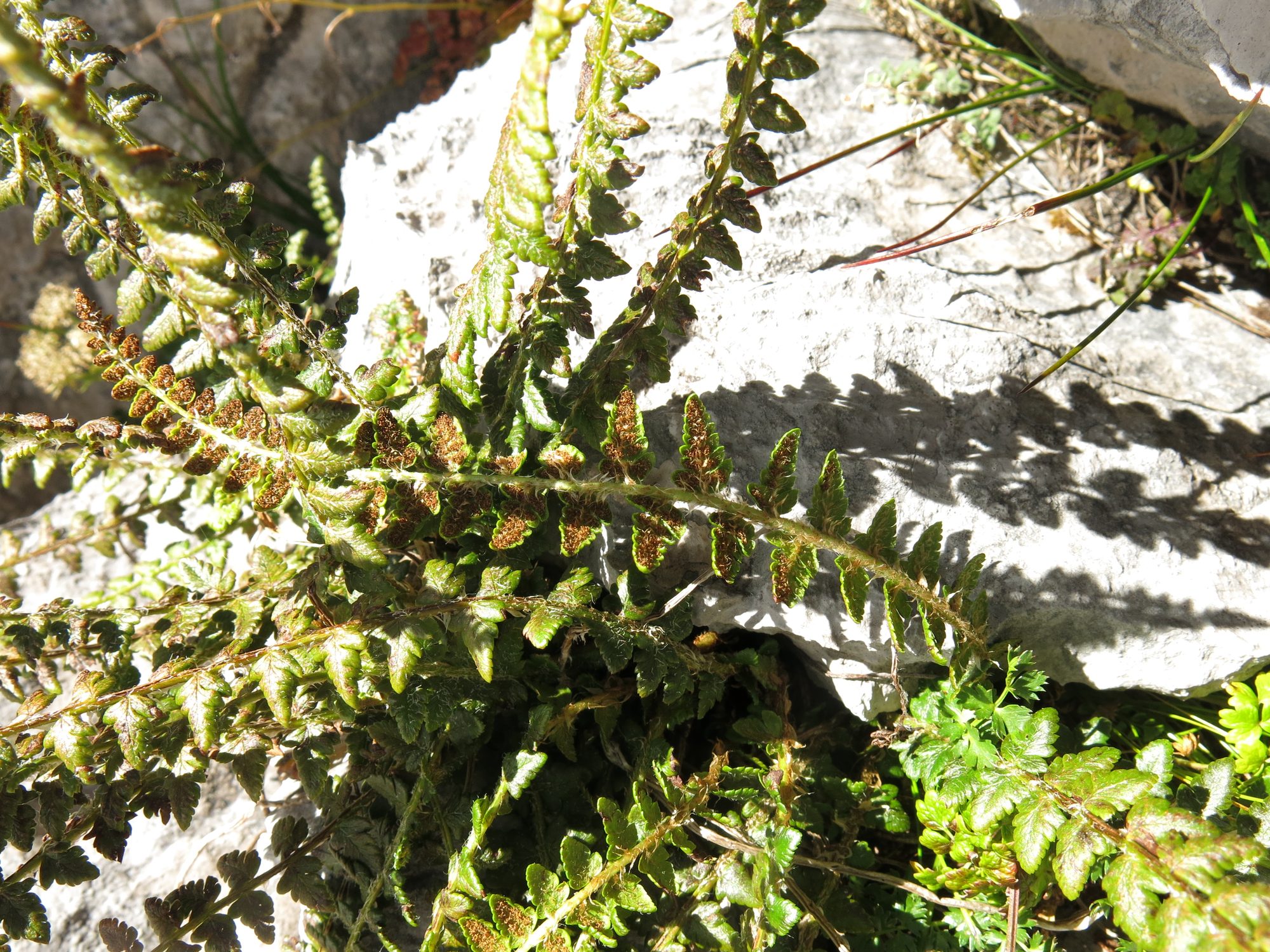 Habitat record