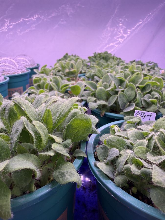 Laboratory cultivation, seed to seedling