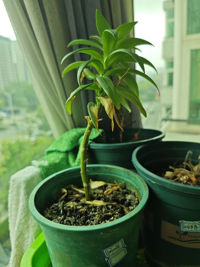 Laboratory cultivation, seed to seedling