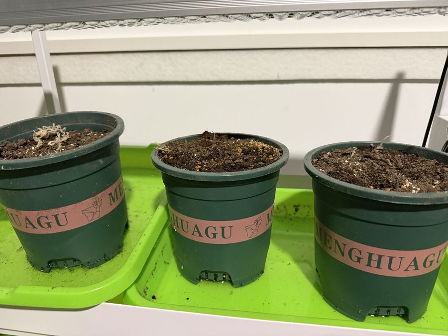 Laboratory cultivation, seed to seedling