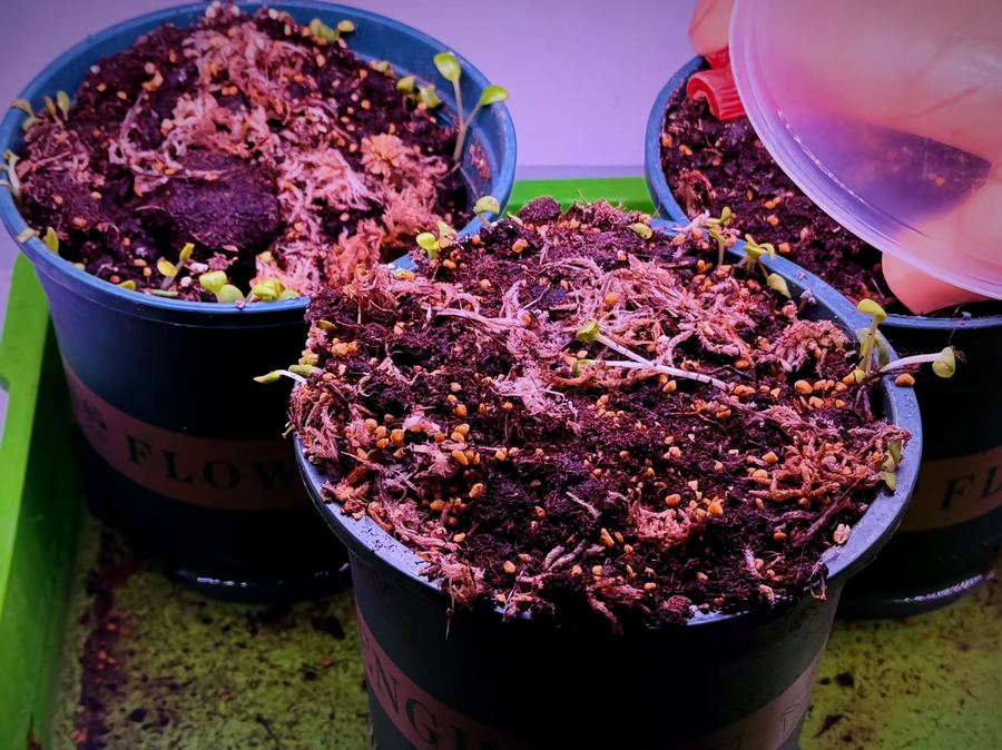 Laboratory cultivation, seed to seedling