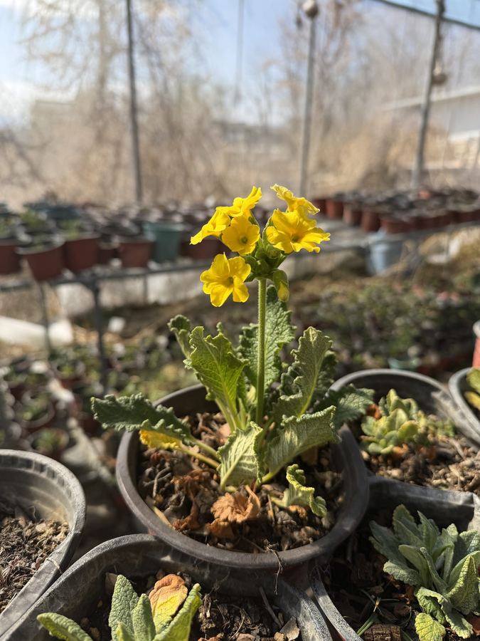 Laboratory cultivation, seed to seedling