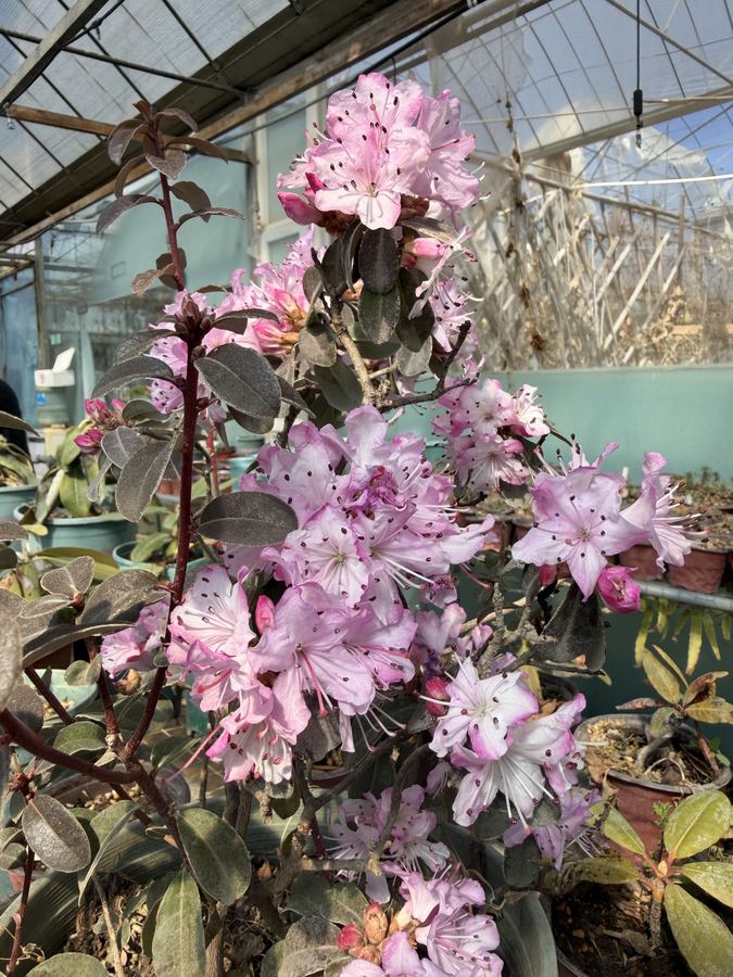 Laboratory cultivation, seed to seedling