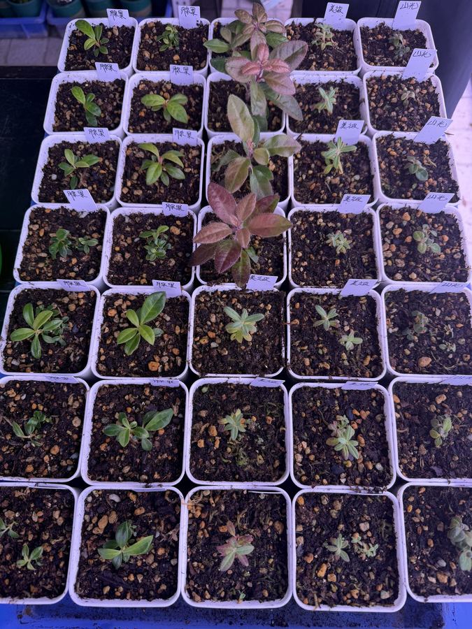 Nursery cultivation in the greenhouse