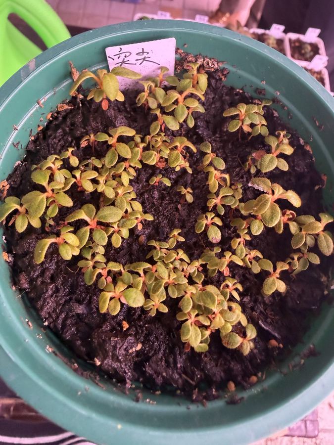 Nursery cultivation in the greenhouse