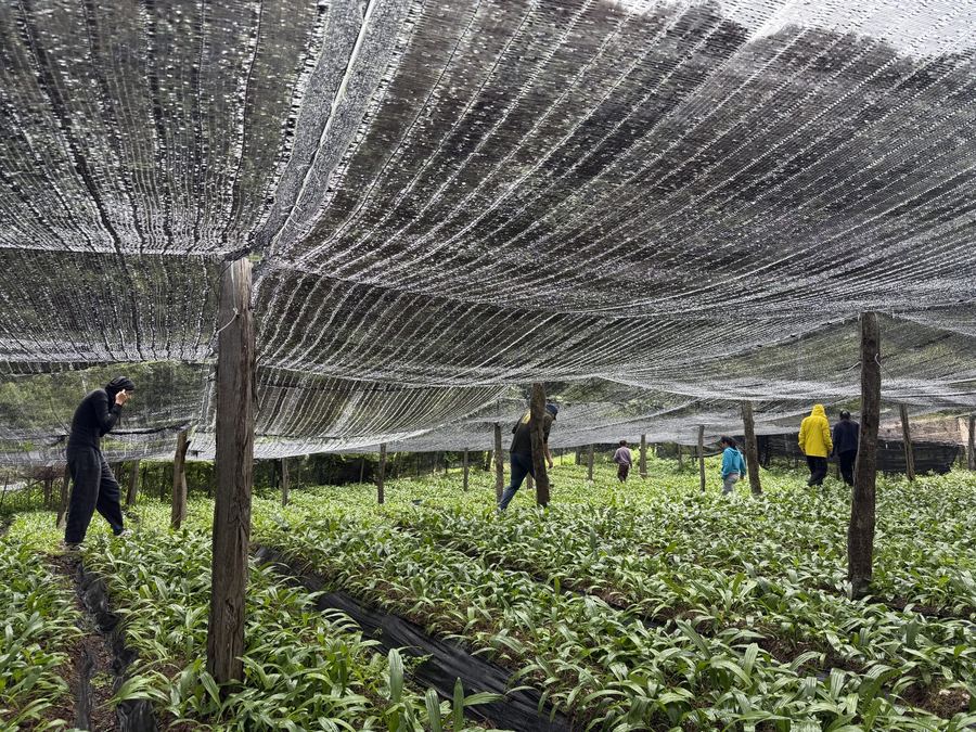 Seedlings returned to the garden at Liju