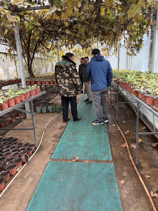 Seedlings returned to the garden at Liju