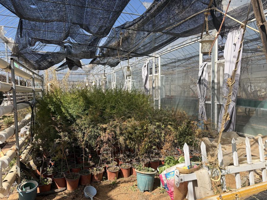 Seedlings returned to the garden at Liju