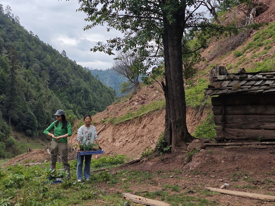 Seedlings returned to the garden at Liju