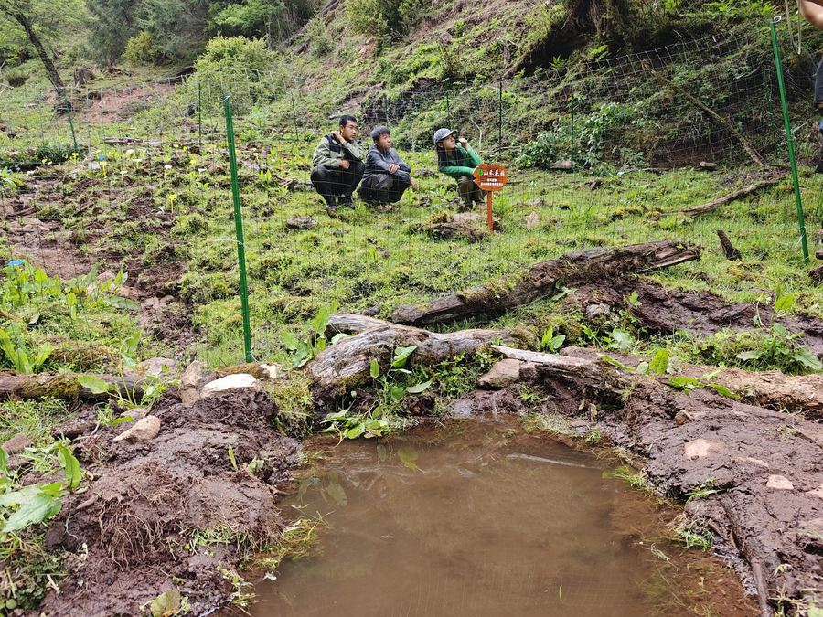 Seedlings returned to the garden at Liju