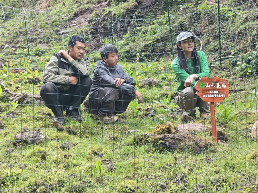Seedlings returned to the garden at Liju