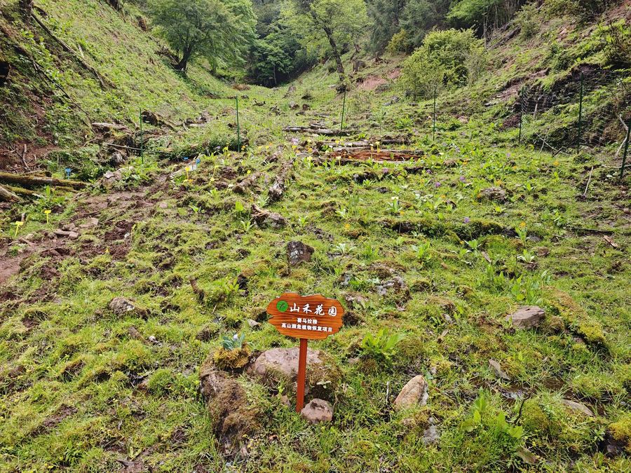 Seedlings returned to the garden at Liju