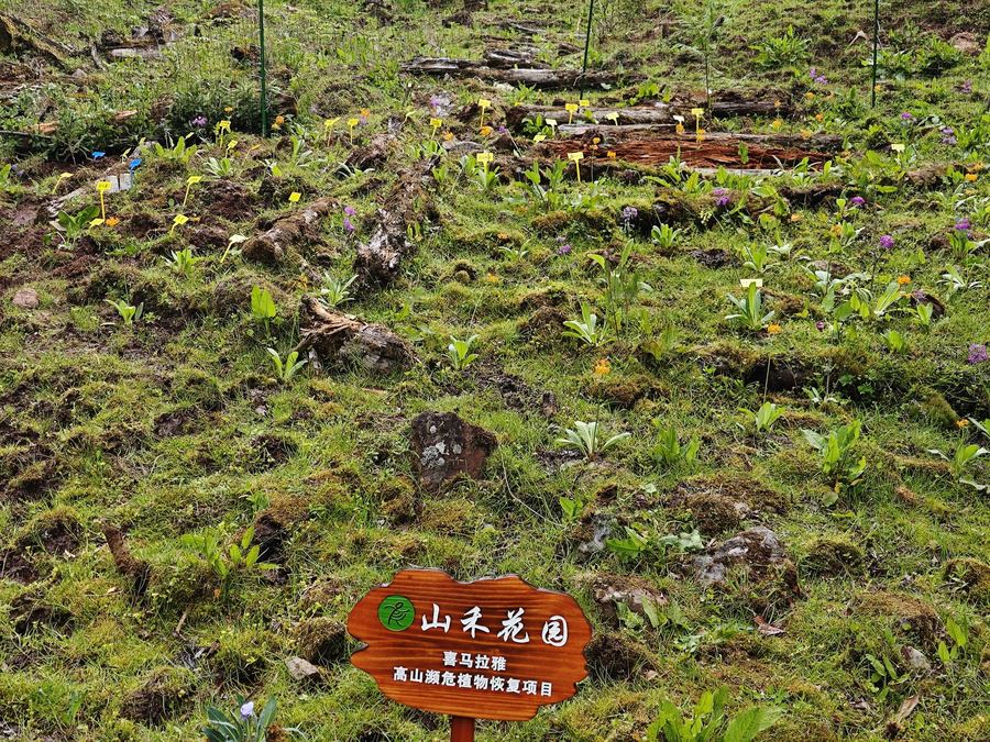 Seedlings returned to the garden at Liju
