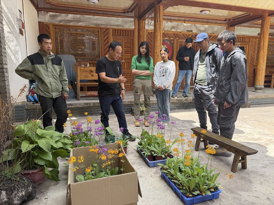 Seedlings returned to the garden at Liju
